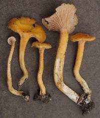 Media resource of Cantharellus spectaculus