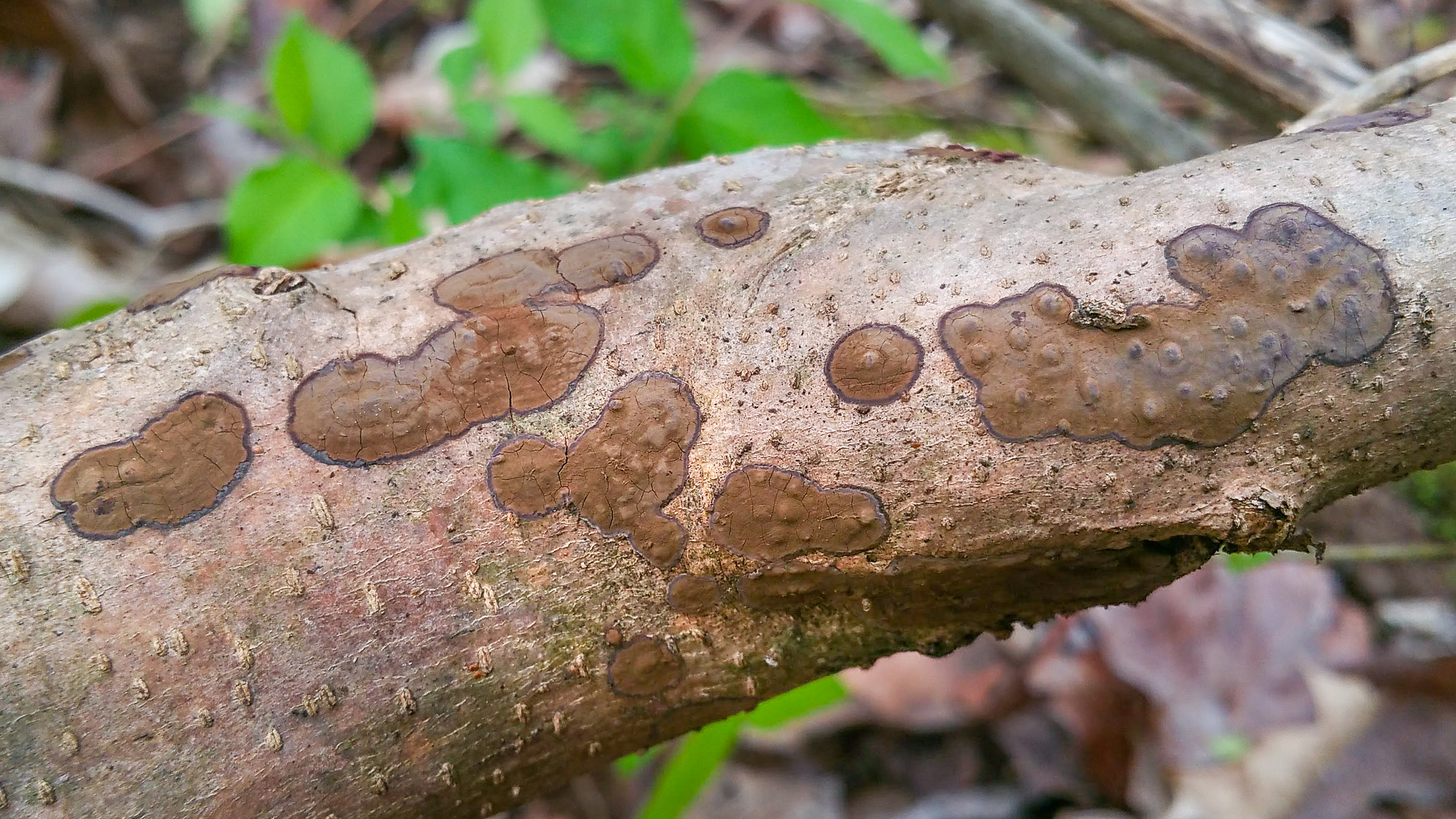 Hypoxylaceae