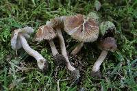 Inocybe subradiata image