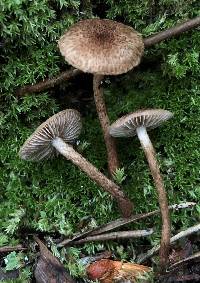 Inocybe leptophylla image