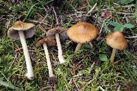 Inocybe occulta image