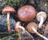 Pholiota castanea image