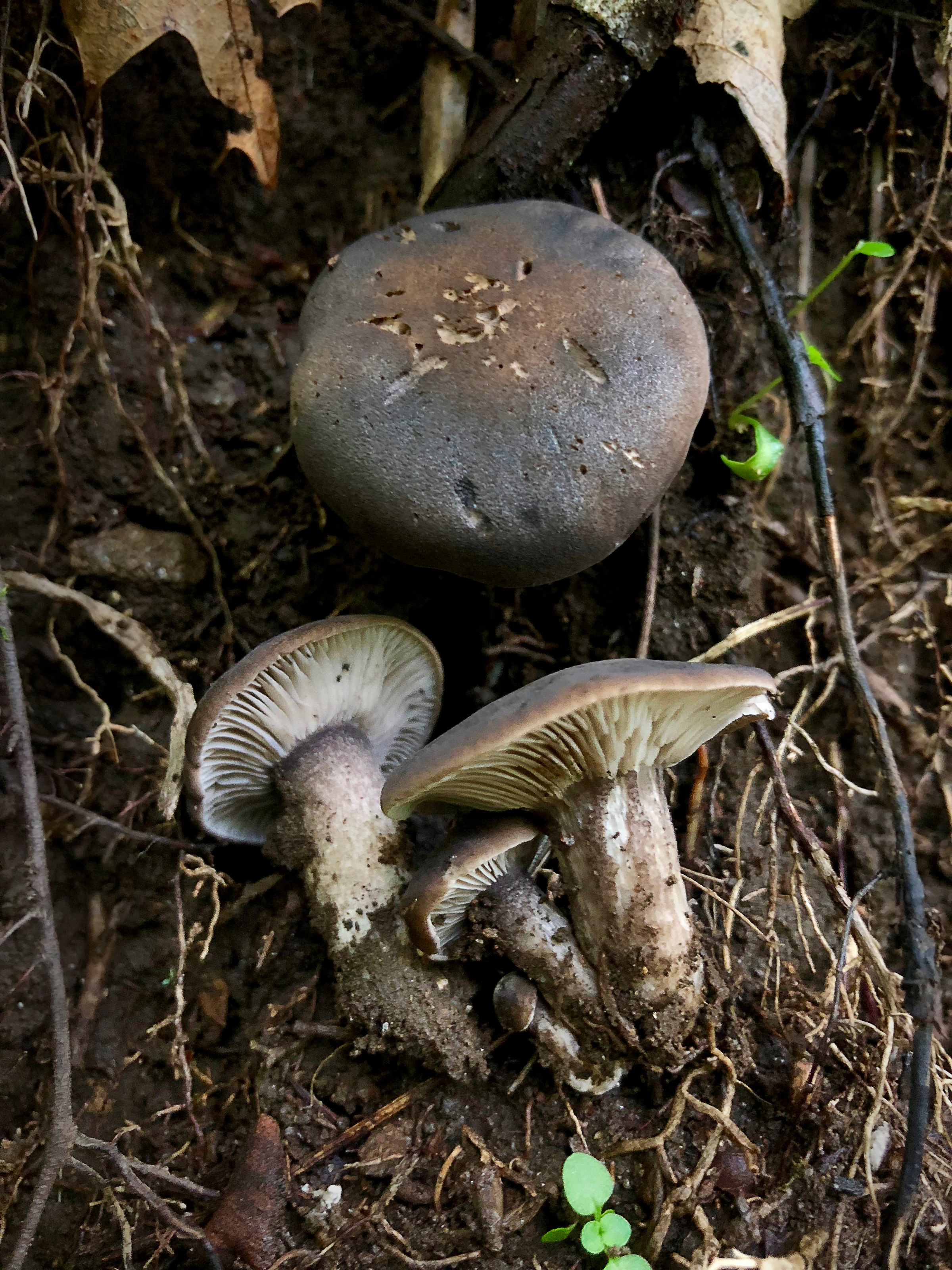 Pseudotricholoma