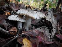 Tricholoma huronense image