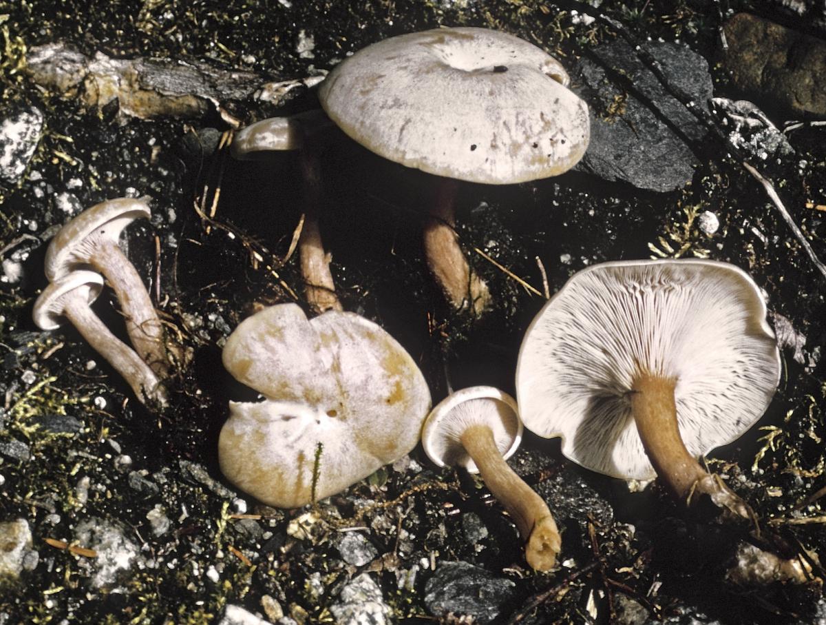 Lepista densifolia image