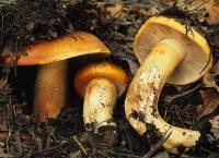 Tricholoma aurantium image