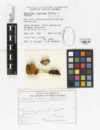 Thumbnail image of current specimen