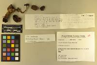 Thumbnail image of current specimen
