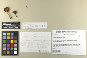 Inocybe glabrescens image