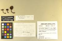 Thumbnail image of current specimen