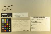 Inocybe lacera image