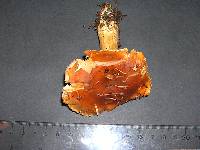 Cortinarius variosimilis image