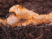 Media resource of Pycnoporellus alboluteus