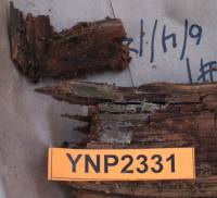 Media resource of Coniophora olivacea