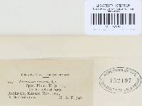 Gibberella zeae image
