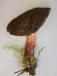 Boletus chrysenteron image