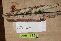 Hyphoderma sibiricum image