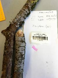 Peniophora lycii image