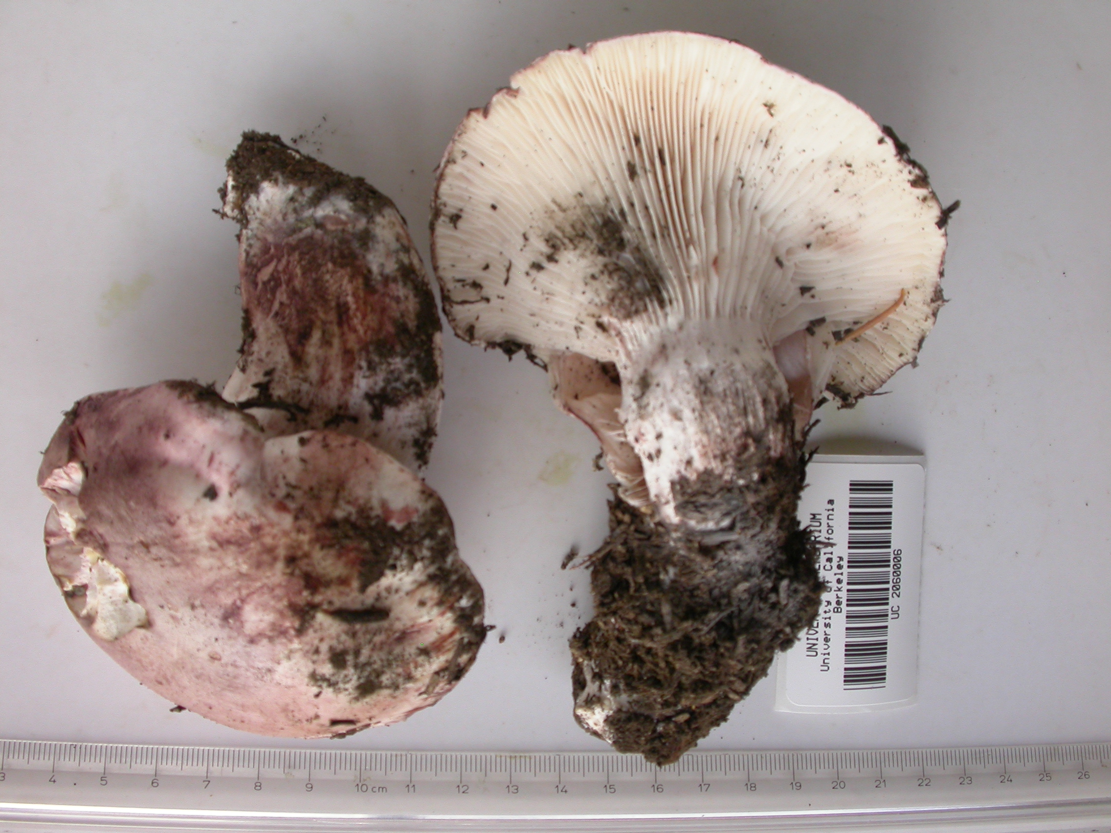 Hygrophorus purpurascens thumbnail