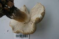 Pluteus petasatus image