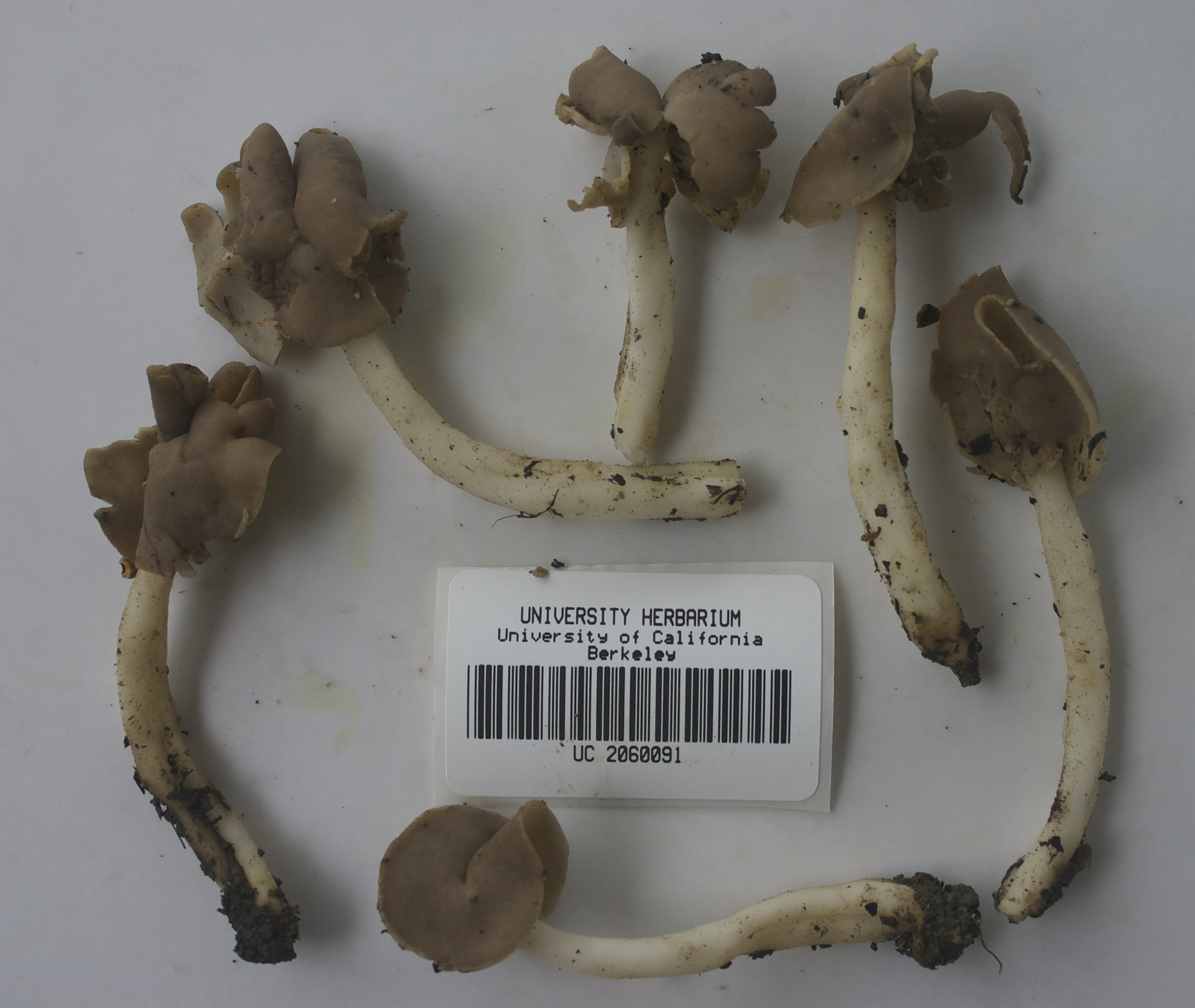 Helvella compressa