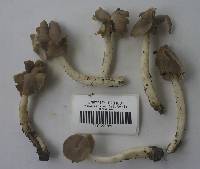 Helvella compressa image