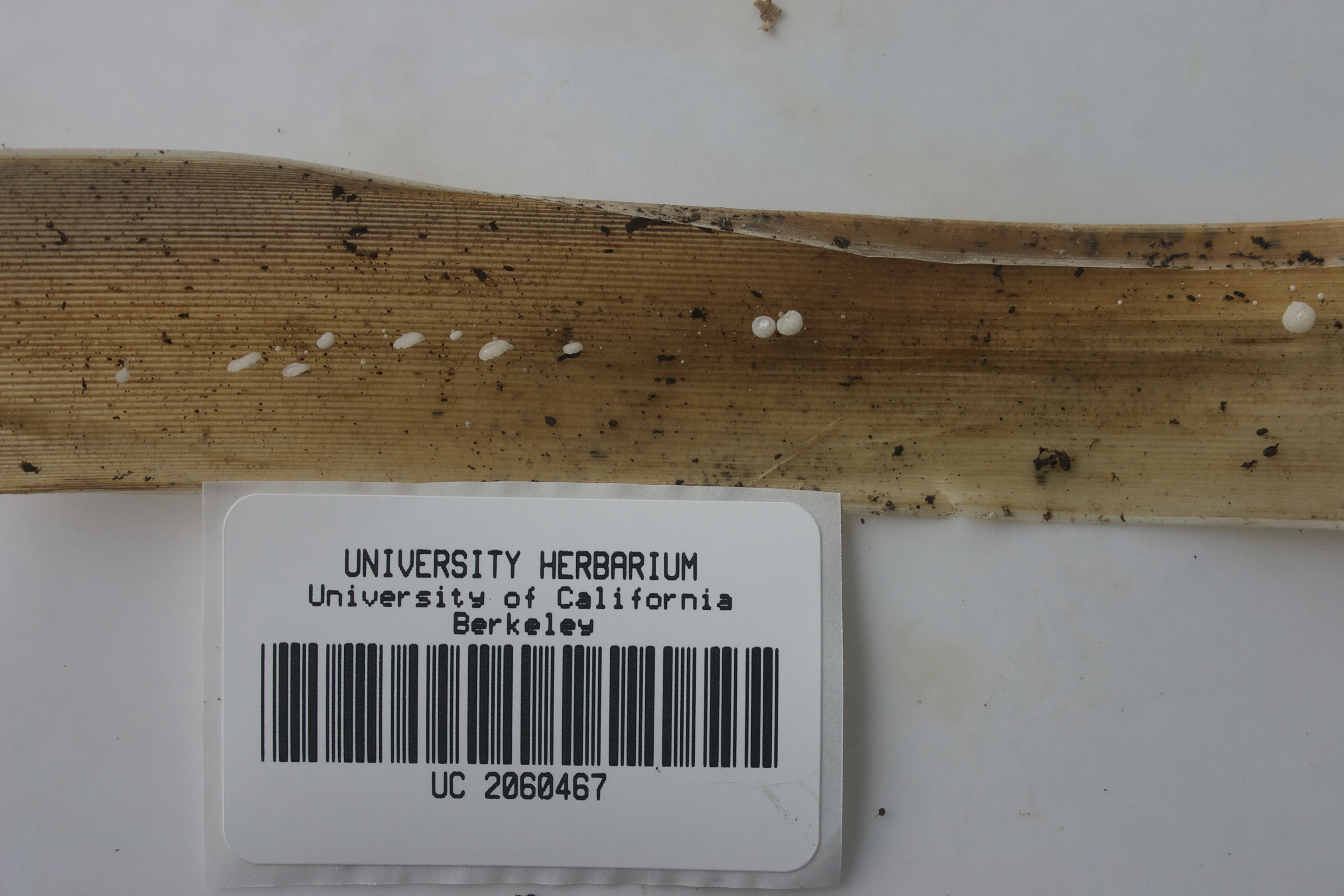 Resinomycena