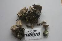 Clitocybe sclerotoidea image
