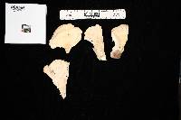Laetiporus cincinnatus image