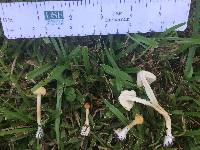 Media resource of Agrocybe retigera