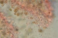 Agrocybe retigera image