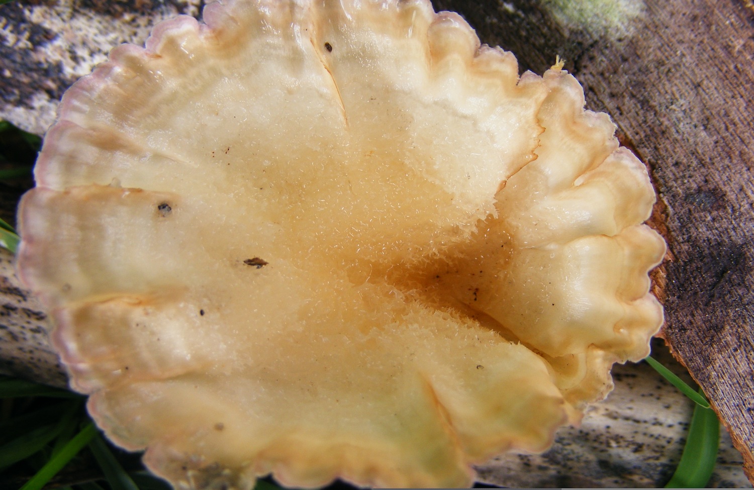 Cymatoderma