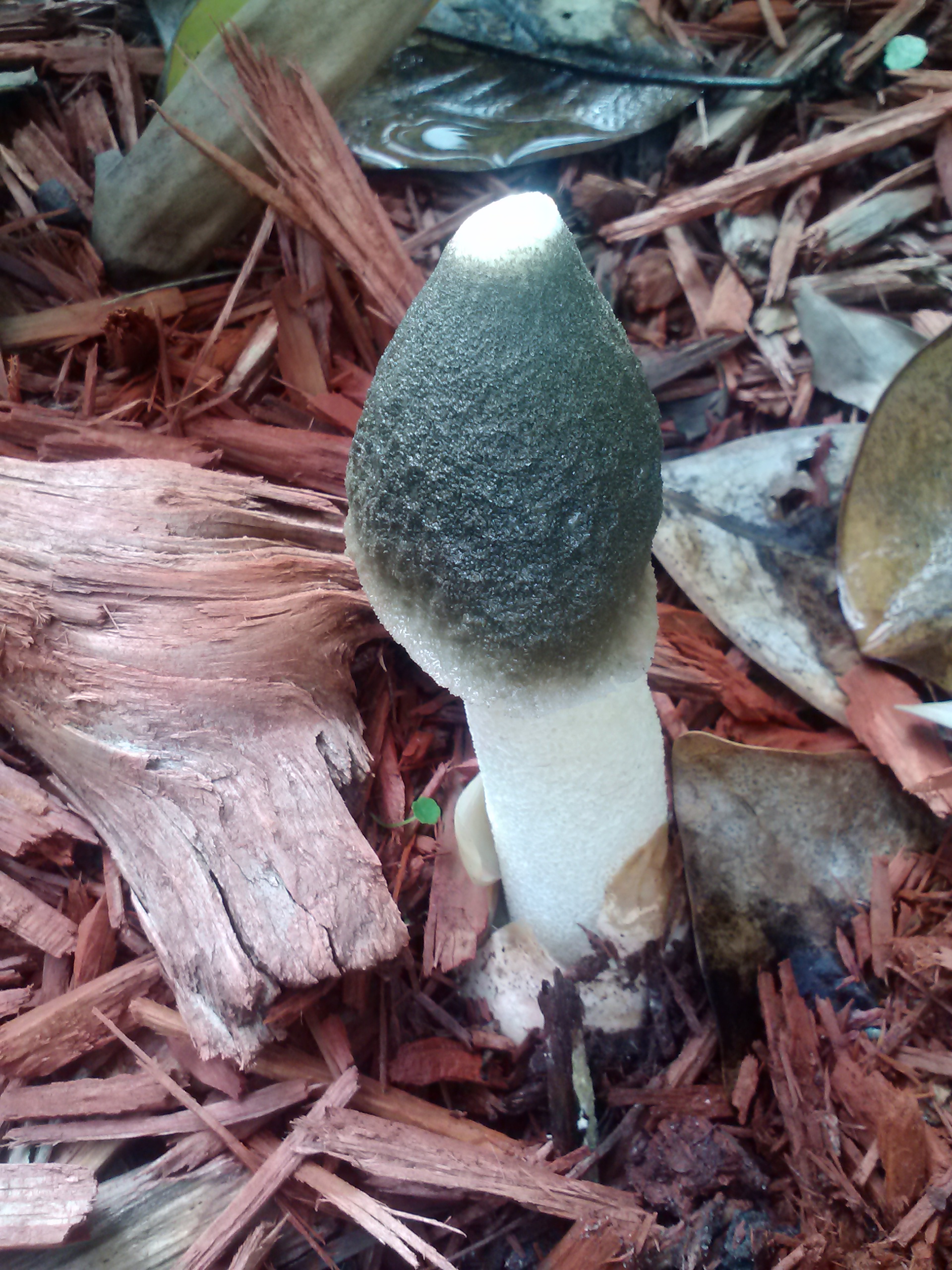 Phallus ravenelii thumbnail