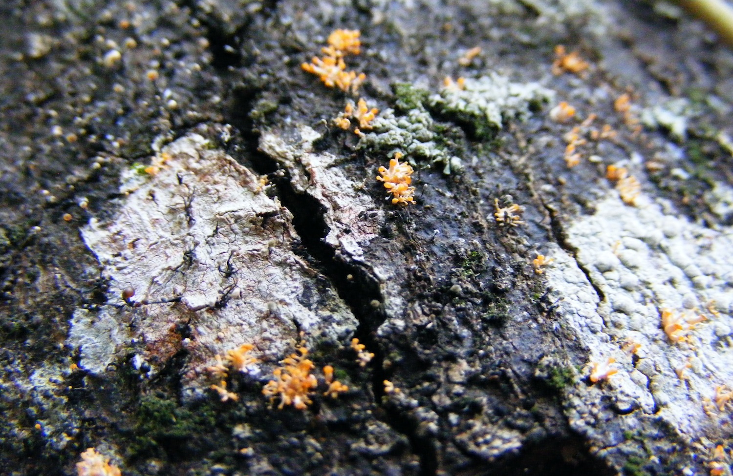 Calostilbe thumbnail