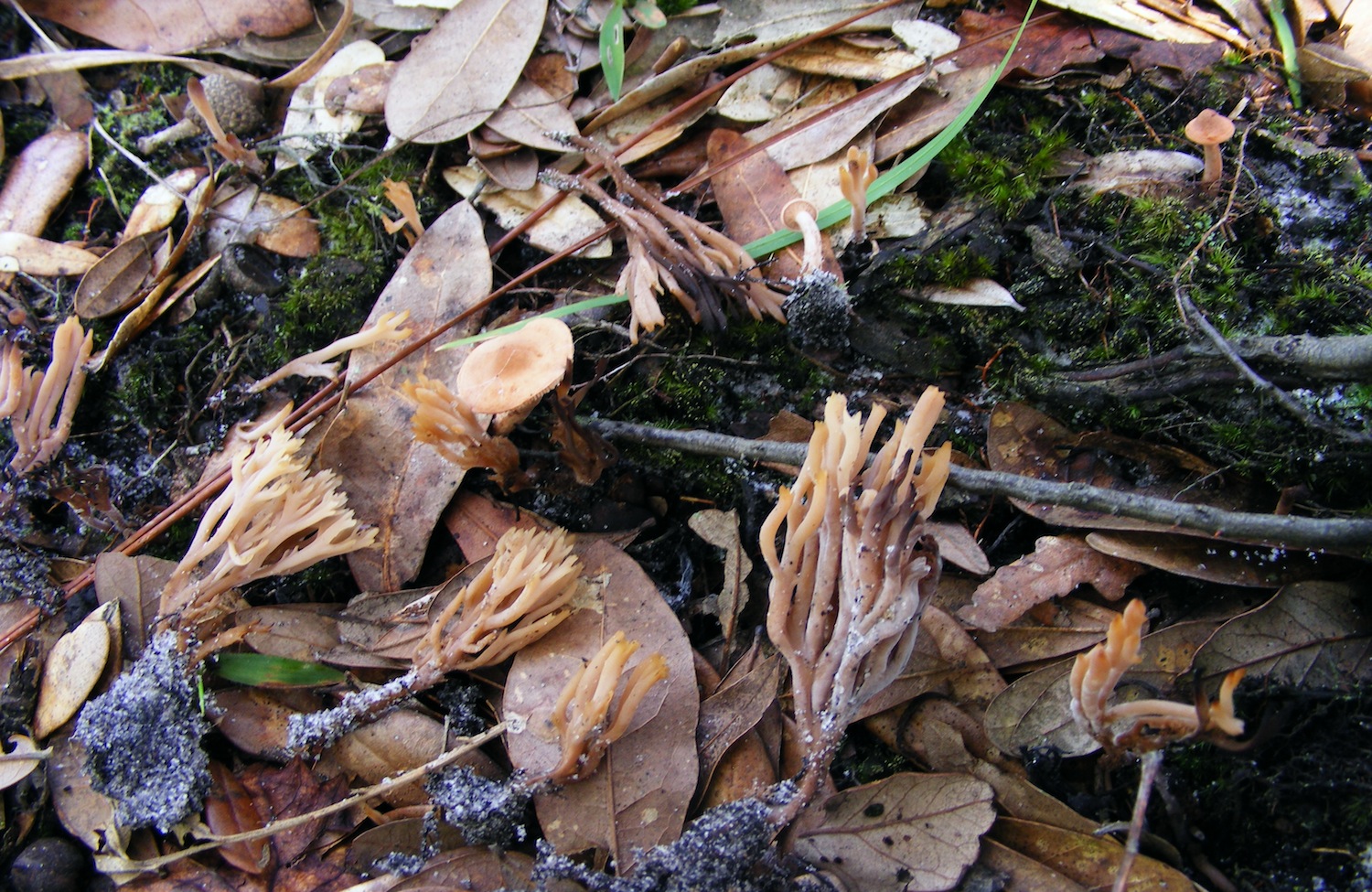 Phaeocollybia thumbnail