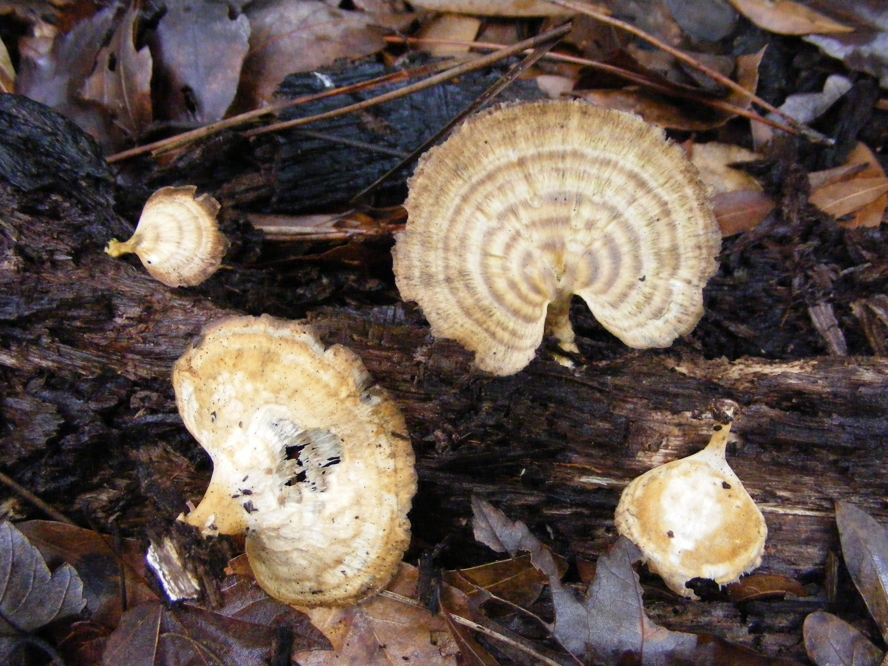 Microporellus