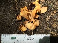 Media resource of Otidea rainierensis