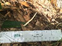 Amanita farinosa image