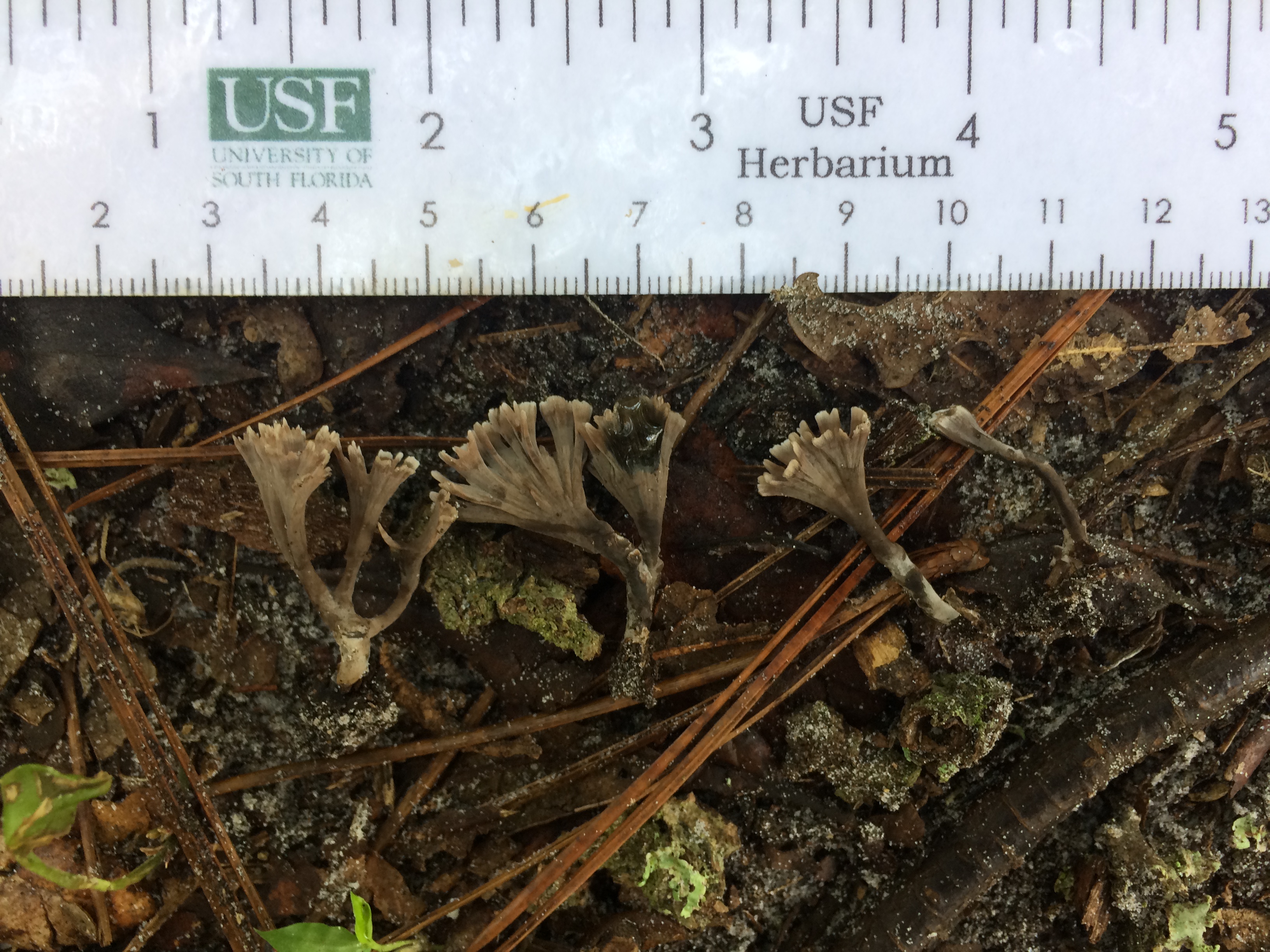 Thelephora multipartita