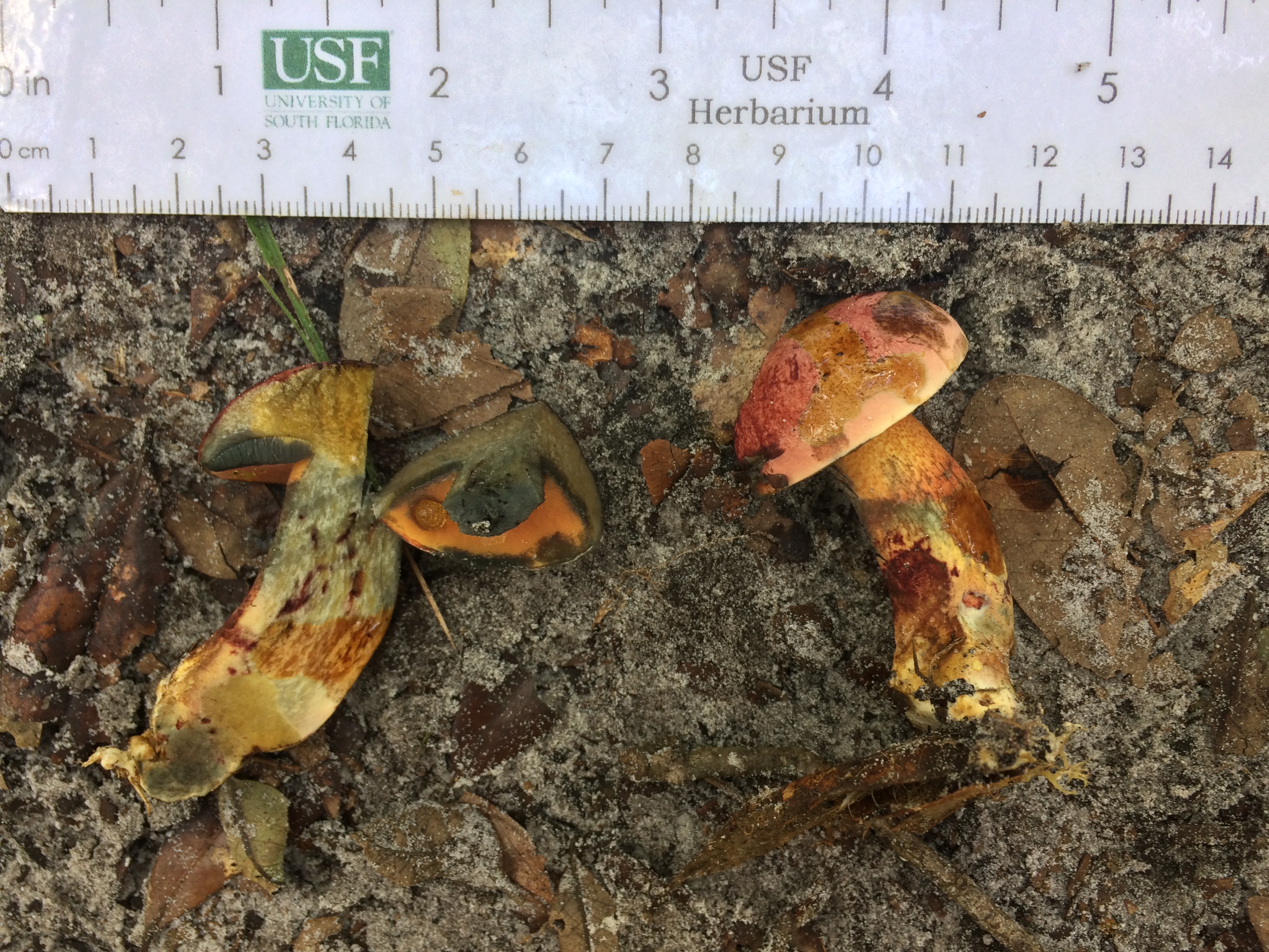 Boletus subluridellus thumbnail