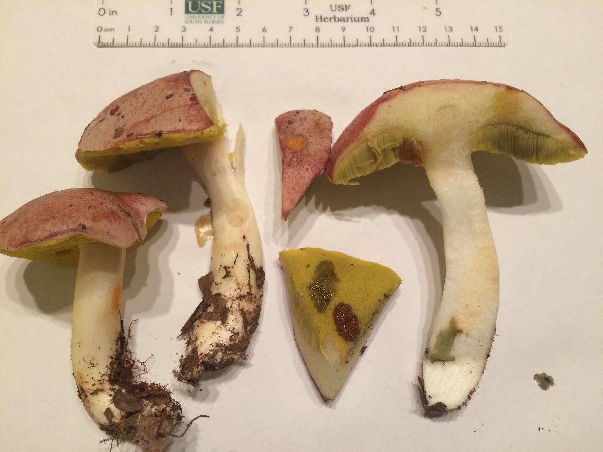 Aureoboletus gentilis image