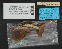 Cortinarius vanduzerensis image