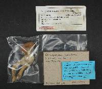 Chroogomphus tomentosus image