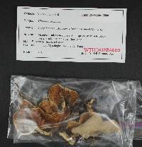 Clitopilus prunulus image