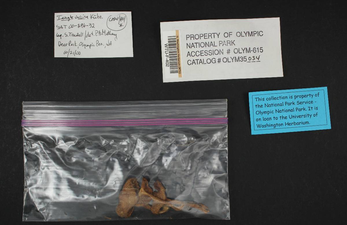 Inocybe vaccina image