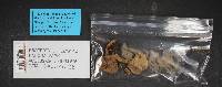 Tricholoma subacutum image