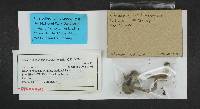 Chroogomphus tomentosus image