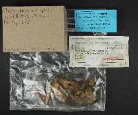 Pleurocybella porrigens image