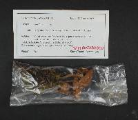 Armillaria ostoyae image