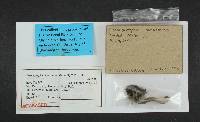 Chroogomphus tomentosus image